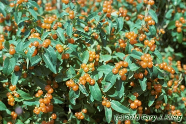 Lonicera tatarica