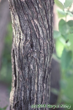 Lonicera tatarica
