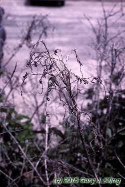 Lonicera tatarica