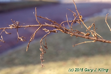 Lonicera tatarica