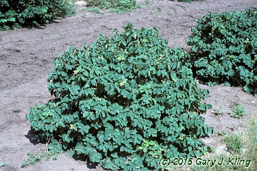 Lonicera xylosteoides 'Emerald Mound'