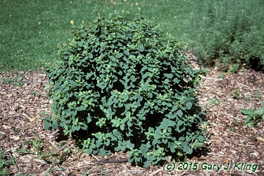 Lonicera xylosteoides 'Emerald Mound'