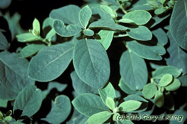 Lonicera xylosteoides 'Emerald Mound'