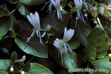 Lonicera japonica