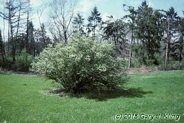 Lonicera tatarica