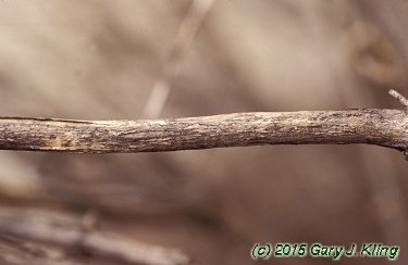 Lonicera xylosteoides