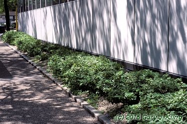 Lonicera xylosteoides 'Emerald Mound'