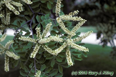 Maackia amurensis