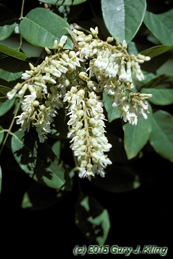 Maackia amurensis