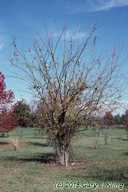 Maclura pomifera