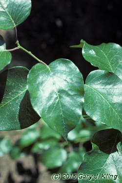 Maclura pomifera