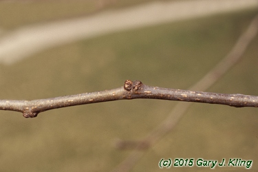 Maclura pomifera