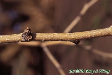 Maclura pomifera