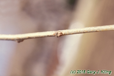 Maclura pomifera