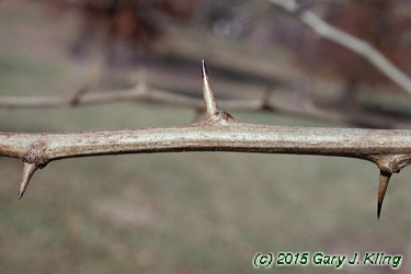 Maclura pomifera