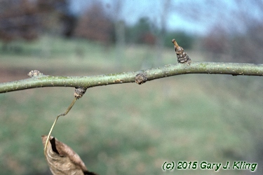 Maclura pomifera