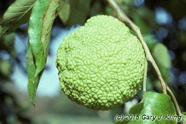 Maclura pomifera