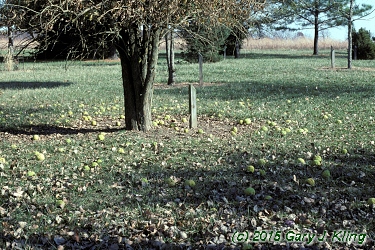 Maclura pomifera