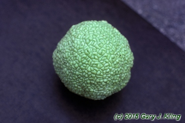 Maclura pomifera