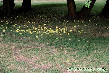 Maclura pomifera