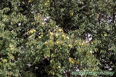 Maclura pomifera