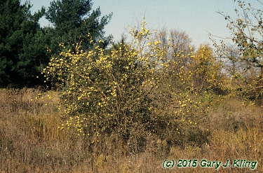 Maclura pomifera