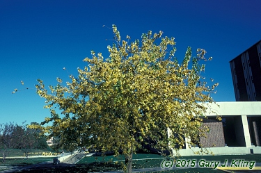 Maclura pomifera