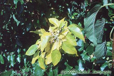 Maclura pomifera