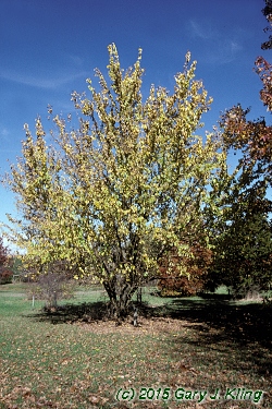 Maclura pomifera