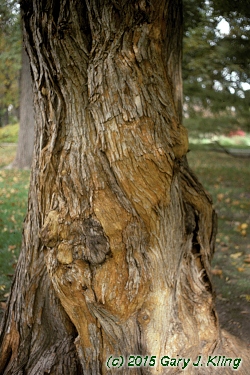 Maclura pomifera