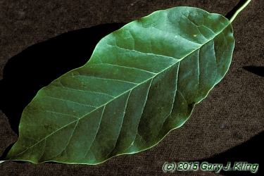 Magnolia acuminata