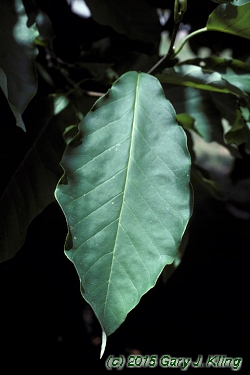 Magnolia acuminata