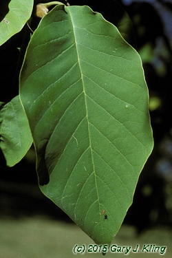 Magnolia acuminata