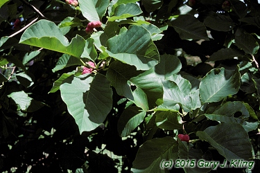 Magnolia acuminata