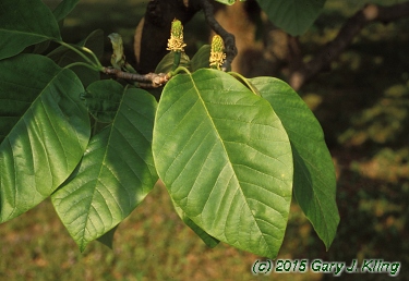 Magnolia acuminata