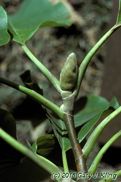 Magnolia acuminata
