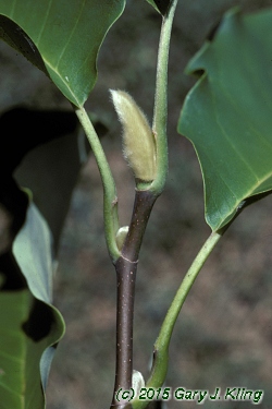 Magnolia acuminata