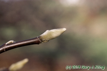 Magnolia acuminata