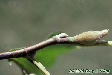 Magnolia acuminata