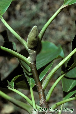 Magnolia acuminata