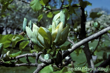 Magnolia acuminata