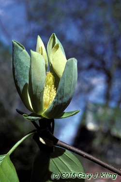 Magnolia acuminata