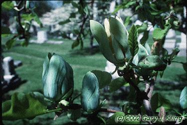 Magnolia acuminata
