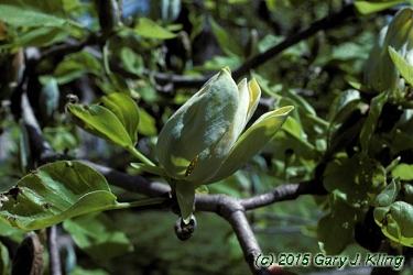 Magnolia acuminata