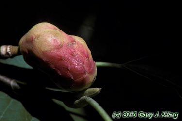 Magnolia acuminata
