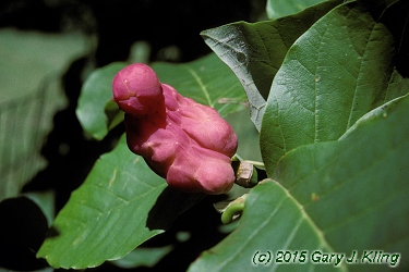 Magnolia acuminata