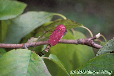 Magnolia acuminata