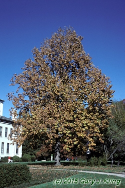 Magnolia acuminata