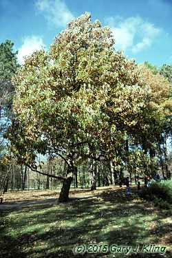Magnolia acuminata