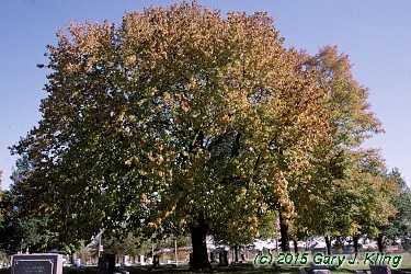 Magnolia acuminata